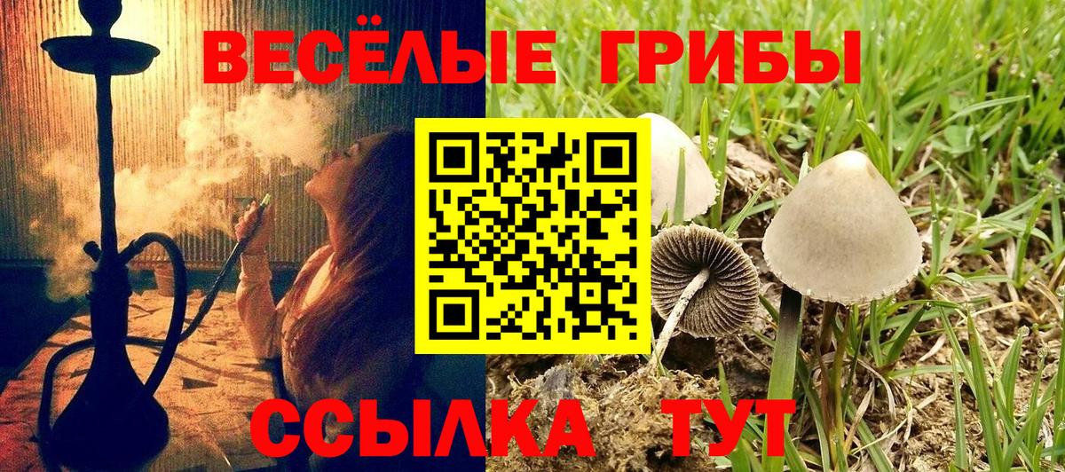 Псилоцибиновые грибы Psilocybe Кимры