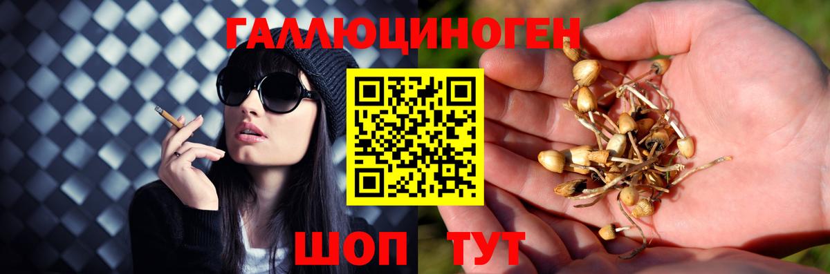 Кимры  Галлюциногенные грибы мицелий  Вход с VPN  Псилоцибиновые грибы Psilocybine cubensis 